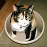 zuzie2010