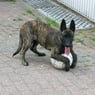 brasse