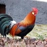 haantje1