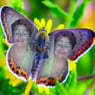 erwtje