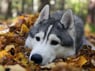 Huskyy
