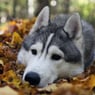 Huskyy