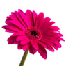 Flower14