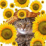 sunflower2010