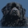newfy