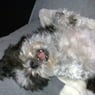 roksie