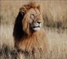 Lion6859
