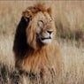 Lion6859