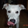 HOBBES2008