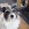 jackiegizmo