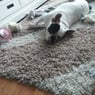 moppie12