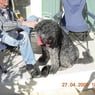 attesja