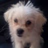 kleinedoggie
