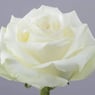 Mrsflora