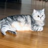 kattekoppie