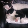 cailu