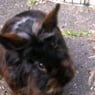 topcat49