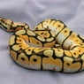 pythonjoop
