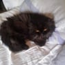 dottie1