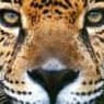 ladycheetah