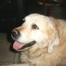 dunja1996