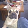 Fred