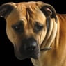 roinja