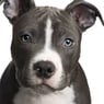 pitbull