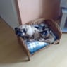 poldergirl