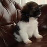 isaiah