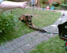 animalfriend