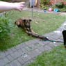 animalfriend