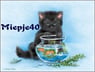 Miepje40