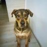 shena