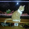 astrafreak31
