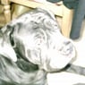 mazzel88