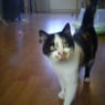 marcella2009