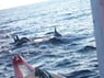 Dolphinarium