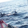 Dolphinarium