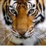 natjetyger