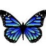 butterfly116