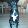 Jessie6