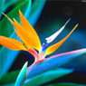 francina52