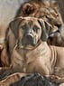 ridgeback