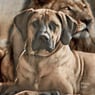 ridgeback