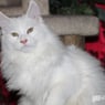 miep13