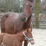 horselover18