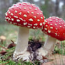 ikminimuisje