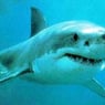 Sharkbite