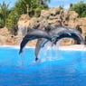 ilovedolfijnen